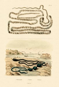 Tenia, 1833-39 de French School